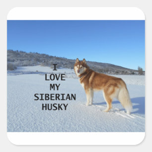Adesivo Quadrado rouco vermelho e branco siberiano w pic