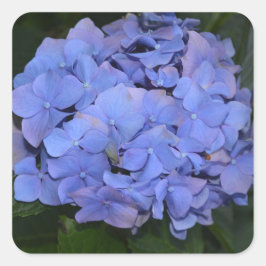 Adesivo Quadrado Roxo Roxo Hidrangea macrofilla