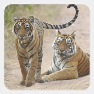 Adesivo Quadrado Royal Bengal Tiger e jovem Ranthambhor