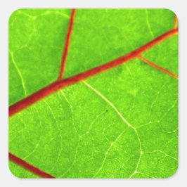 Adesivo Quadrado Rua. Thomas 1