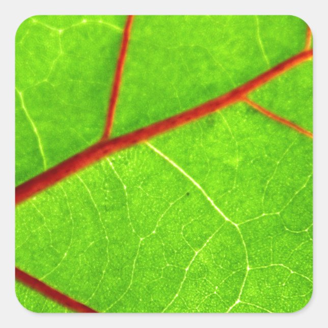 Adesivo Quadrado Rua. Thomas 1 (Frente)