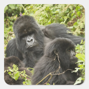 Adesivo Quadrado Ruanda, Parque Nacional dos Vulcões