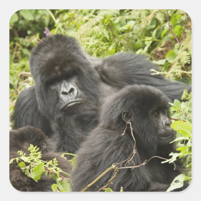 Adesivo Quadrado Ruanda, Parque Nacional dos Vulcões (Frente)