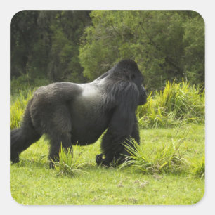 Adesivo Quadrado Ruanda, Parque Nacional dos Vulcões