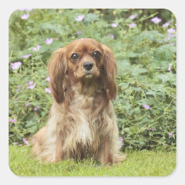 Adesivo Quadrado Ruby Cavalier King Charles Spaniel na grama (Frente)