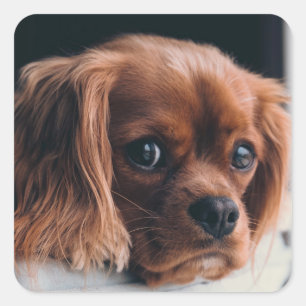 Adesivo Quadrado Ruby Cavalier Rei Charles Spaniel