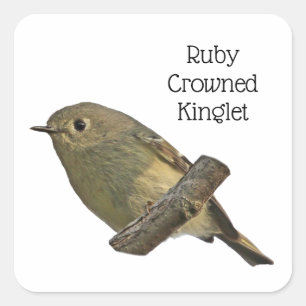 Adesivo Quadrado Ruby Crowned Kinglet