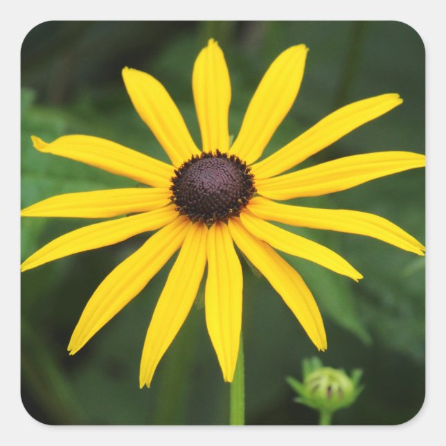 Adesivo Quadrado Rudbeckia hirta (Frente)