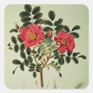 Adesivo Quadrado Rugosa de Rosa, 'da flora Japonica