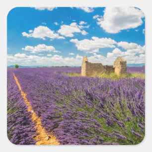 Adesivo Quadrado Ruína em Campo de Lavanda, França