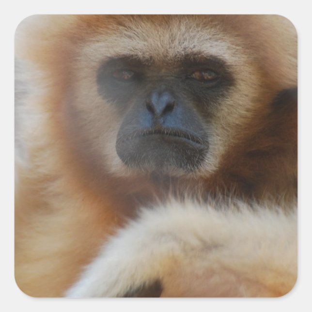 Adesivo Quadrado Sad Gibbon Stickers (Frente)