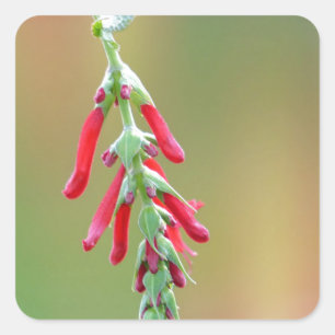 Adesivo Quadrado Sage Bloom de Abacaxi