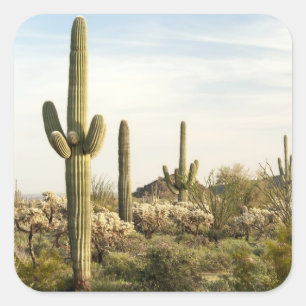 Adesivo Quadrado Saguaro Cactus, Arizona,EUA