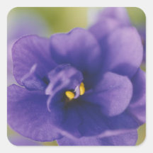 Saintpaulia Violeta Africana Azul