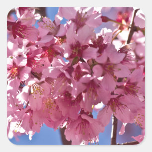 Adesivo Quadrado Sakura Flores de Cerejeira Estrelas Vermelhas