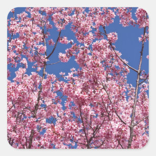 Adesivo Quadrado Sakura Flores de Cerejeira no Azul