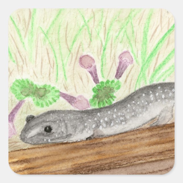 Adesivo Quadrado Salamander (Frente)