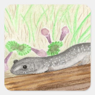 Adesivo Quadrado Salamander