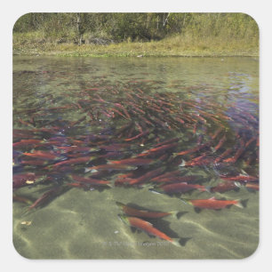 Adesivo Quadrado Salmões de Sockeye vermelhos que mmoem no
