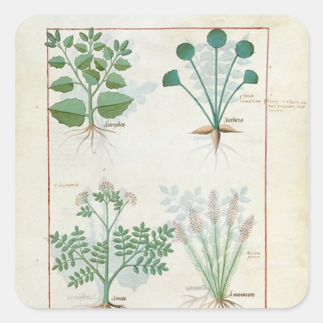 Adesivo Quadrado Salt Bush e Anthora Absinthium e Cardamom (Frente)