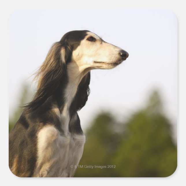 Adesivo Quadrado Saluki 2 (Frente)