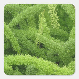 Adesivo Quadrado Samambaia rabo-de-raposa, Asparagus densiflorus my
