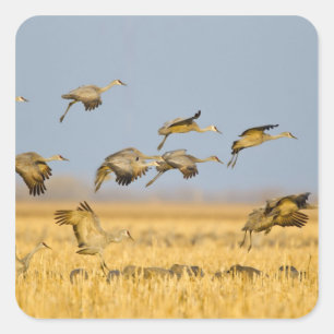 Adesivo Quadrado Sandhill cranes a terra em campos de milho