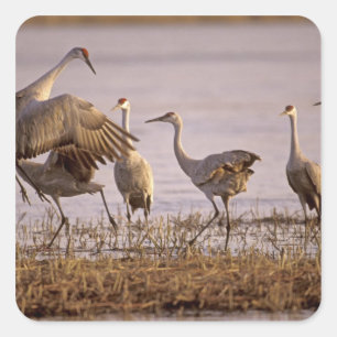 Adesivo Quadrado Sandhill Cranes Grus canadensis)