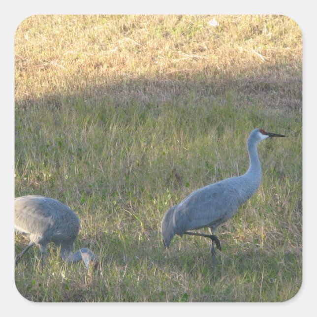 Adesivo Quadrado Sandhill Cranes Sticker (Frente)