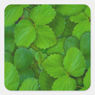 Adesivo Quadrado Santo Basil Tulsi Green Mint Folhas