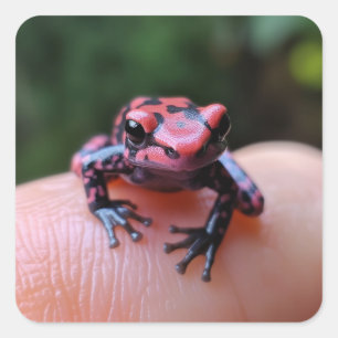 Adesivo Quadrado Sapo