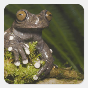 Adesivo Quadrado Sapo-árvore Cativo Tapichalaca Hyloscirtus 3
