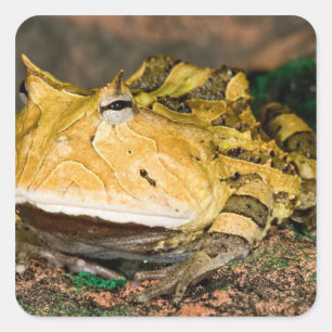 Adesivo Quadrado Sapo brasileiro do chifre, cornuta de Ceratophrys,