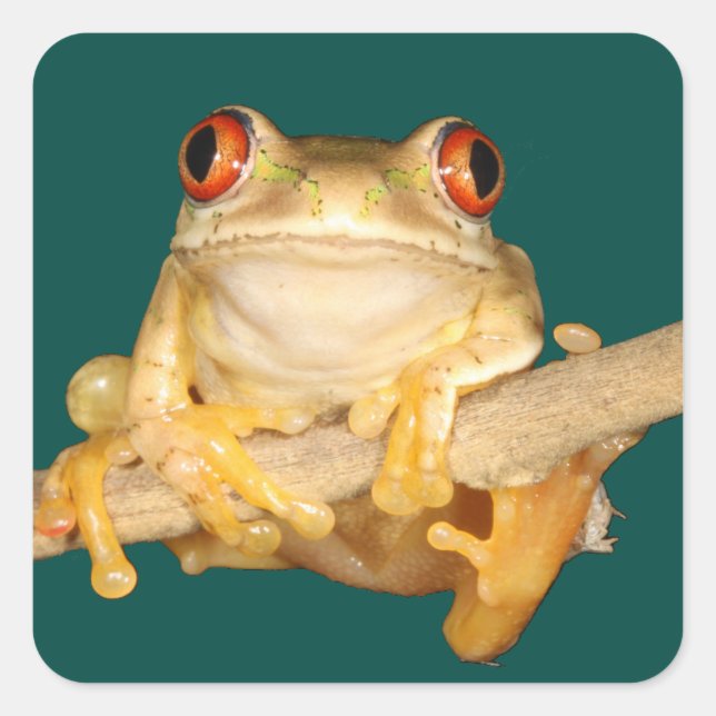 Adesivo Quadrado Sapo de árvore (Frente)