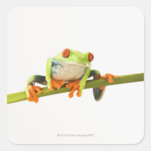 Adesivo Quadrado Sapo de árvore na haste
