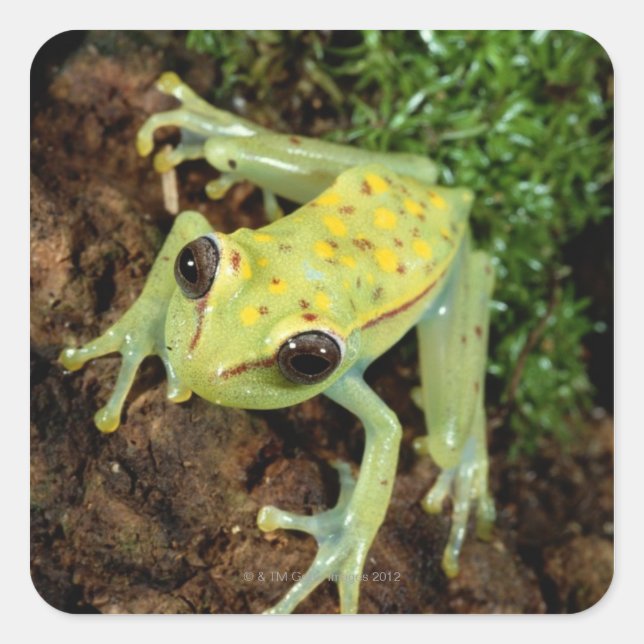 Adesivo Quadrado Sapo de árvores (Hylidae) (Frente)