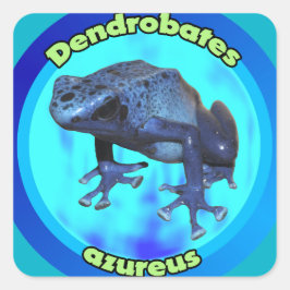 Adesivo Quadrado Sapo de dardo venenoso azul.