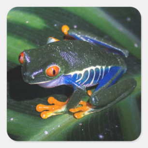 Adesivo Quadrado Sapo De Olhos Vermelhos Em Folha