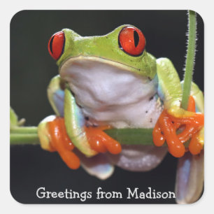 Adesivo Quadrado Sapo de texto personalizado