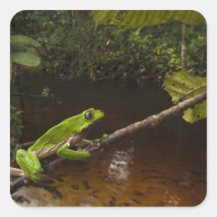 Adesivo Quadrado Sapo gigante Phyllomedusa) 2 bicolores da folha