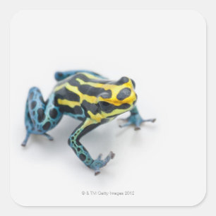 Adesivo Quadrado Sapo preto, amarelo e azul de dardo venenoso