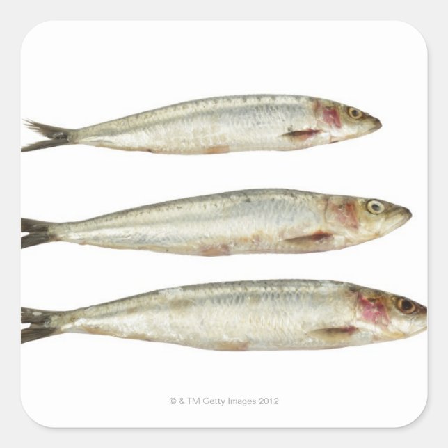 Adesivo Quadrado Sardinhas (Pilchards) 2 (Frente)