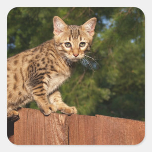 Adesivo Quadrado Savannah Cat Square Sticker