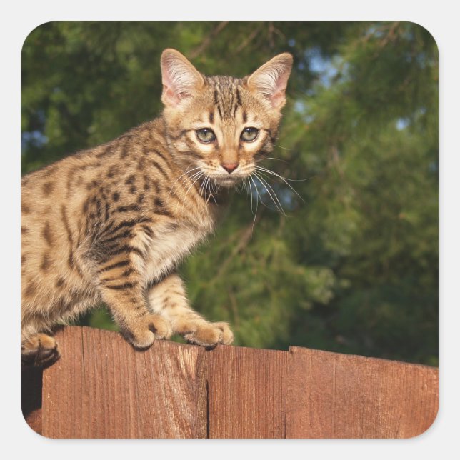 Adesivo Quadrado Savannah Cat Square Sticker (Frente)