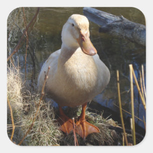 Adesivo Quadrado Saxónia Duck Sticker