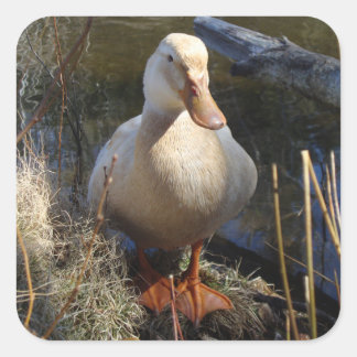 Adesivo Quadrado Saxónia Duck Sticker