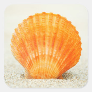 Adesivo Quadrado Scallop Shell alaranjado que está ereto na areia