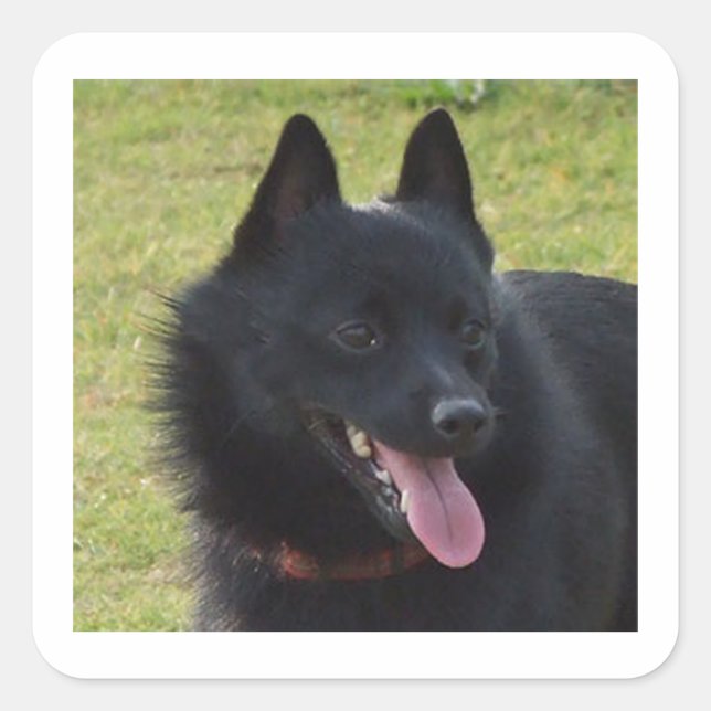 Adesivo Quadrado Schipperke.png (Frente)