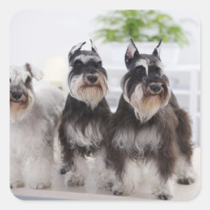Adesivo Quadrado Schnauzers diminutos que estão na borda da mesa