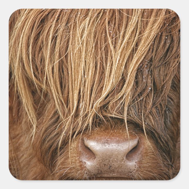Adesivo Quadrado Scottish Highland Cow - Escócia (Frente)